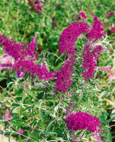 Buddleja davidii Nanho Purple 40- 60 cm