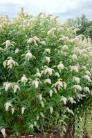 Buddleja davidii Nanho White 40- 60 cm