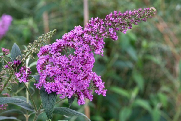 Buddleja davidii Pink Delight 60- 100 cm