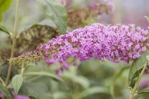 Buddleja davidii Pink Delight 60- 100 cm