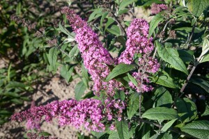 Buddleja davidii Pink Delight 60- 100 cm