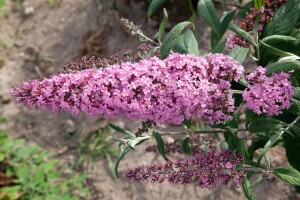 Buddleja davidii Pink Delight 60- 100 cm