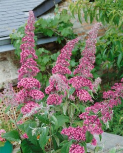 Buddleja davidii Pink Delight 7,5 L 100- 125