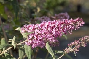 Buddleja davidii Pink Delight 7,5 L 100- 125