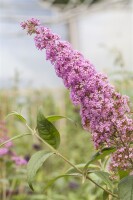 Buddleja davidii Pink Delight 7,5 L 100- 125