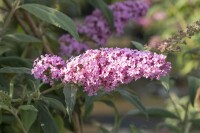 Buddleja davidii Pink Delight 7,5 L 100- 125