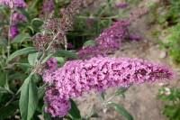 Buddleja davidii Pink Delight 7,5 L 100- 125