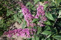 Buddleja davidii Pink Delight 7,5 L 100- 125