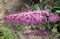 Buddleja davidii Pink Delight 7,5 L 100- 125