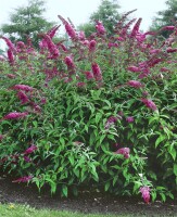 Buddleja davidii Pink Delight 7,5 L 100- 125