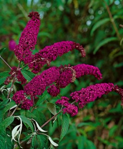 Buddleja davidii Royal Red 60- 100 cm