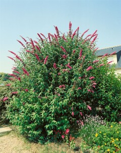 Buddleja davidii Royal Red 80- 100 cm