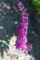 Buddleja davidii Royal Red 80- 100 cm