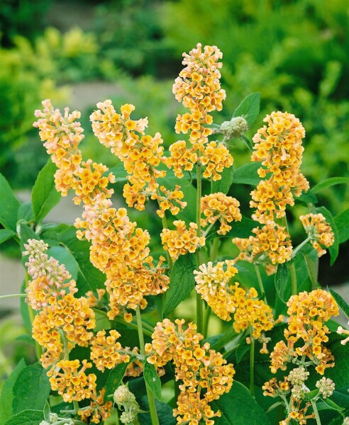 Buddleja weyeriana Sungold 40- 60 cm