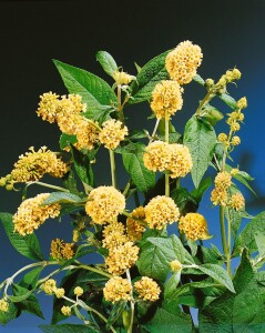 Buddleja weyeriana Sungold 40- 60 cm