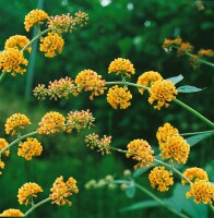 Buddleja weyeriana Sungold 40- 60 cm