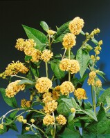 Buddleja weyeriana Sungold 40- 60 cm