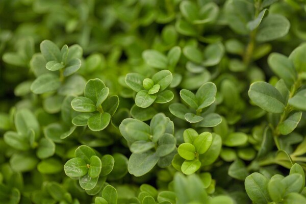 Buxus sempervirens Herrenhausen C 2 20-  25