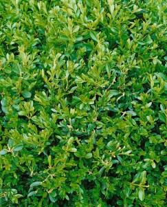 Buxus sempervirens Herrenhausen C 2 20-  25