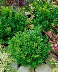 Buxus sempervirens Herrenhausen C 2 20-  25