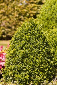 Buxus sempervirens arborescens 11 cm Topf - Größe nach Saison 30-  40