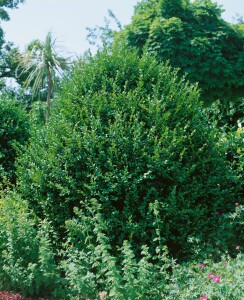 Buxus sempervirens arborescens 11 cm Topf - Größe nach Saison 30-  40