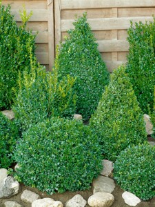 Buxus sempervirens arborescens 11 cm Topf - Größe nach Saison 30-  40