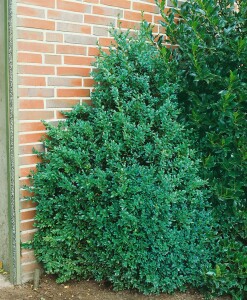 Buxus sempervirens arborescens 11 cm Topf - Größe nach Saison 30-  40