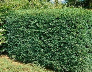 Buxus sempervirens arborescens 11 cm Topf - Größe nach Saison 30-  40