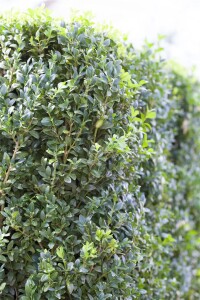 Buxus sempervirens arborescens 11 cm Topf - Größe nach Saison 30-  40