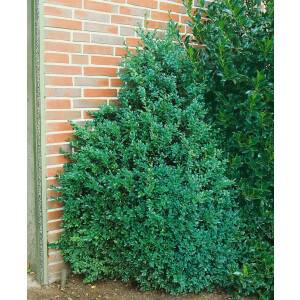 Buxus sempervirens arborescens mB 30-  40