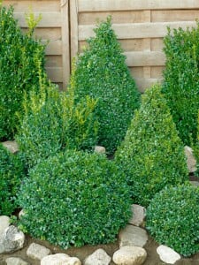 Buxus sempervirens arborescens C 5 40-  50