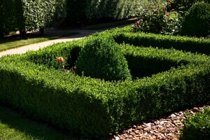 Buxus sempervirens arborescens C 10 60-  70