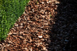 Buxus sempervirens arborescens C 10 60-  70