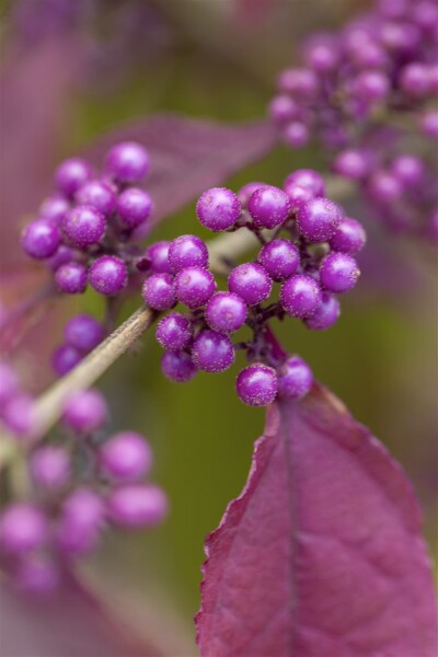 Callicarpa bodinieri Profusion 40- 60 cm