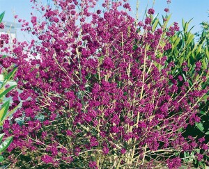 Callicarpa bodinieri Profusion 40- 60 cm