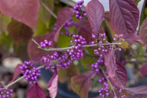 Callicarpa bodinieri Profusion 40- 60 cm