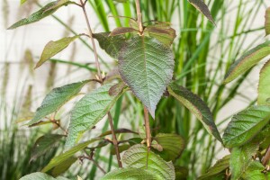 Callicarpa bodinieri Profusion 40- 60 cm