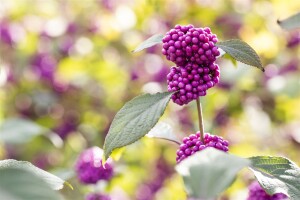 Callicarpa bodinieri Profusion 40- 60 cm