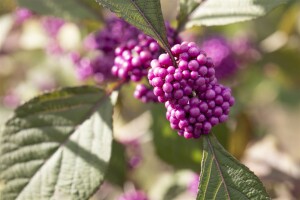 Callicarpa bodinieri Profusion 40- 60 cm