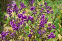 Callicarpa bodinieri Profusion 40- 60 cm