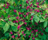 Callicarpa bodinieri Profusion 40- 60 cm