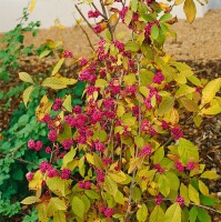 Callicarpa bodinieri Profusion 40- 60 cm