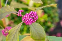 Callicarpa bodinieri Profusion 40- 60 cm