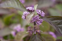 Callicarpa bodinieri Profusion 40- 60 cm