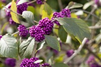 Callicarpa bodinieri Profusion 40- 60 cm