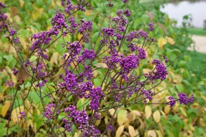 Callicarpa bodinieri giraldii 60- 80 cm