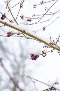 Callicarpa bodinieri giraldii 60- 80 cm