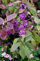 Callicarpa bodinieri giraldii 40- 60 cm