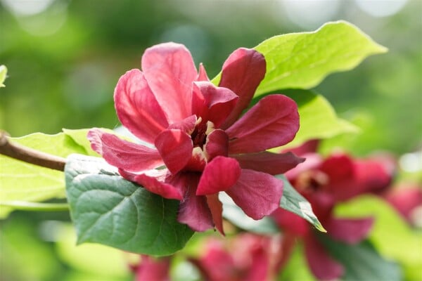 Calycanthus raunstonii Hartlage Wine 30- 40 cm